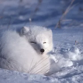 Photo du film : La planete blanche