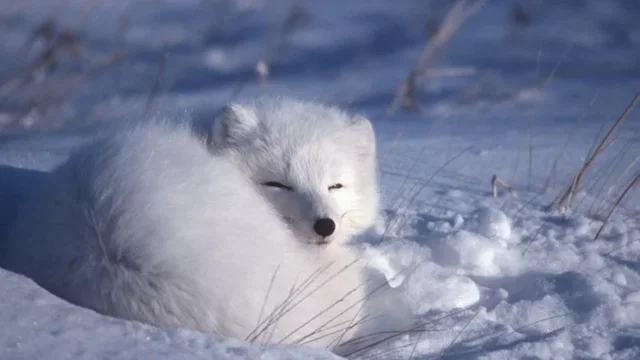 Photo du film : La planete blanche