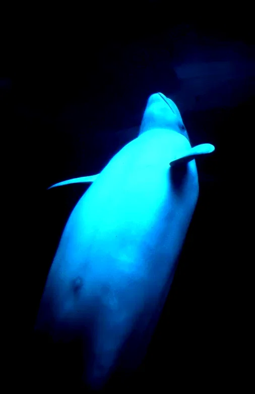 Photo 3 du film : La planete blanche