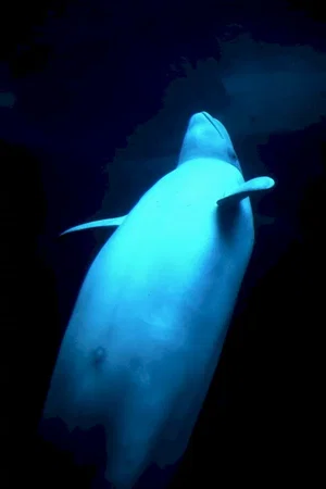 Photo du film : La planete blanche