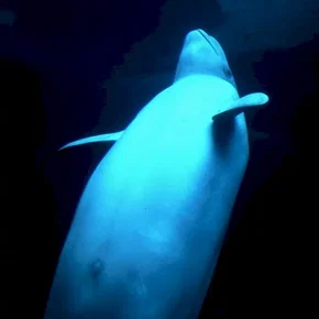 Photo du film : La planete blanche