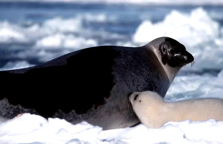 Photo 4 du film : La planete blanche