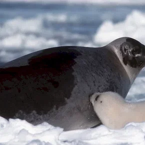 Photo du film : La planete blanche