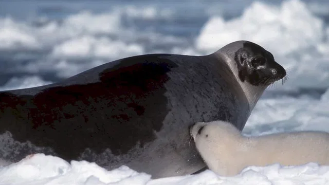 Photo du film : La planete blanche