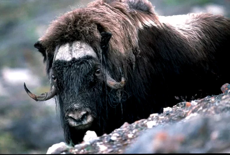 Photo 5 du film : La planete blanche