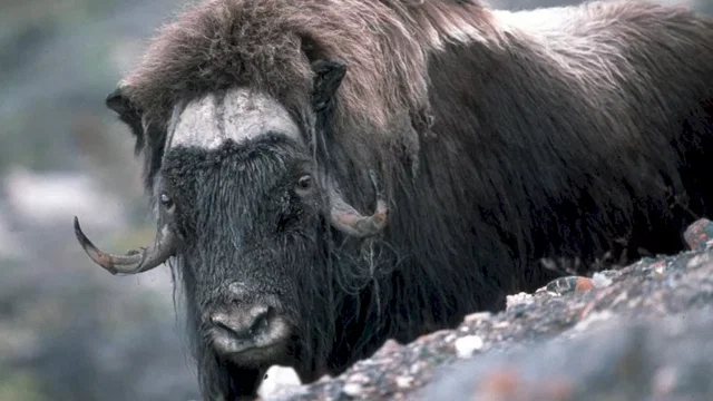 Photo du film : La planete blanche