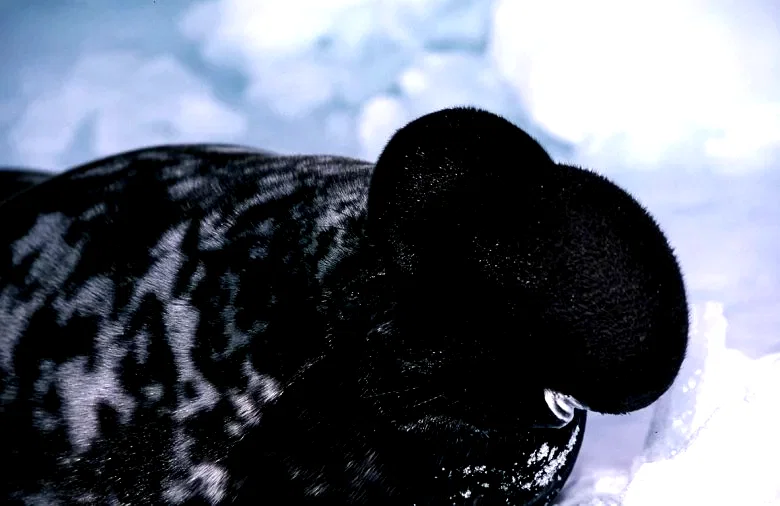 Photo 6 du film : La planete blanche