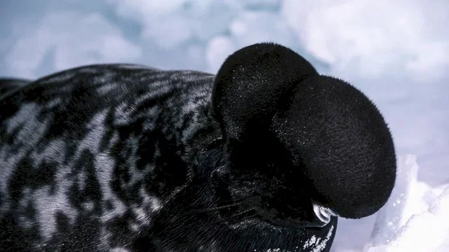 Photo du film : La planete blanche