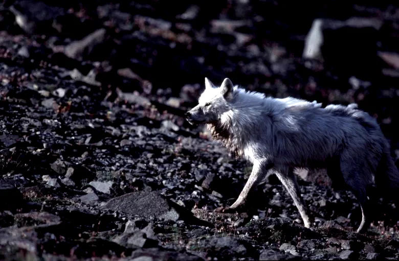 Photo 7 du film : La planete blanche