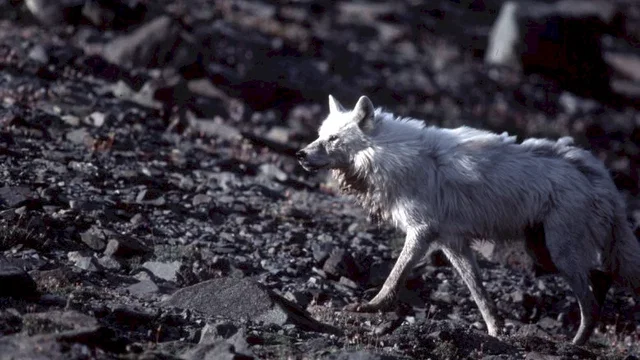 Photo du film : La planete blanche