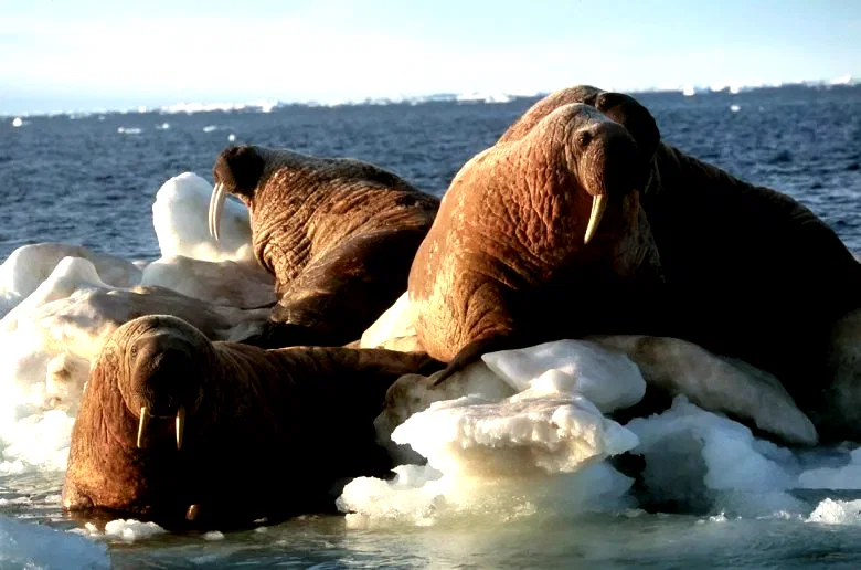 Photo 8 du film : La planete blanche