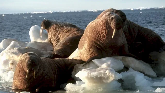 Photo du film : La planete blanche