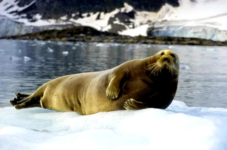 Photo 12 du film : La planete blanche