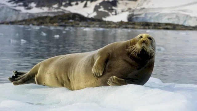 Photo du film : La planete blanche