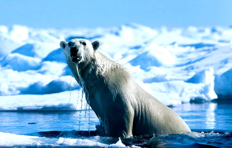 Photo 14 du film : La planete blanche