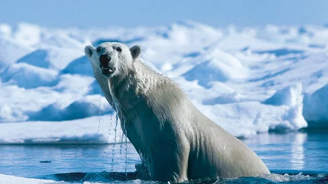 Photo du film : La planete blanche