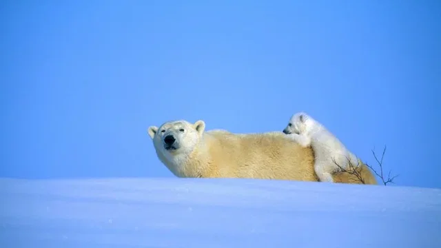 Photo du film : La planete blanche