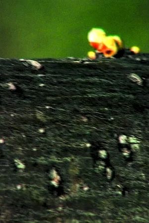 Photo 2 du film : Racines