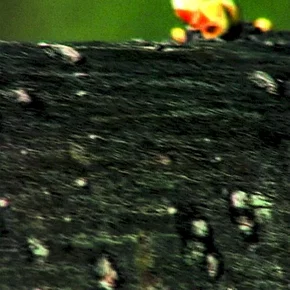 Photo du film : Racines