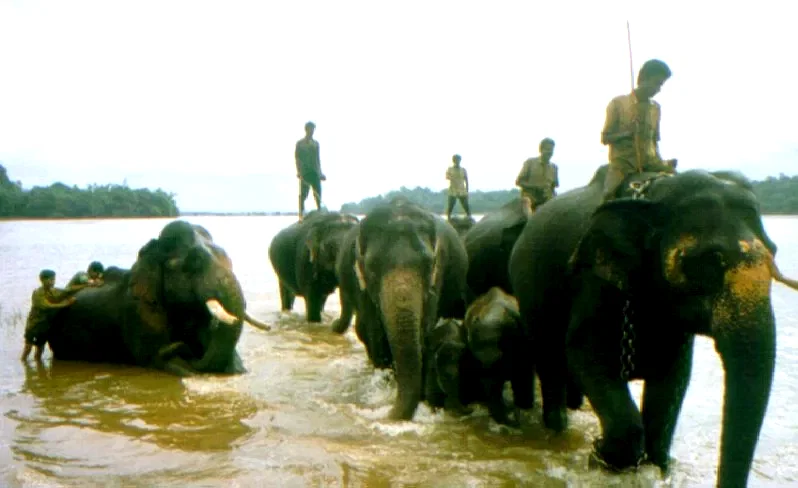 Photo 2 du film : Hathi