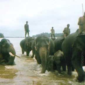 Photo du film : Hathi