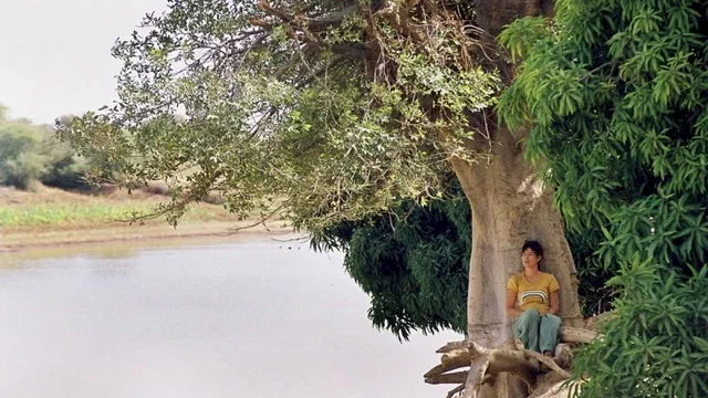 Photo 3 du film : Lili et le baobab