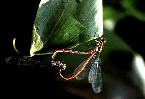 Photo 2 du film : Microcosmos, le peuple de l'herbe
