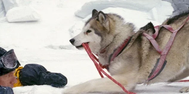 Photo du film : Antartica, prisonniers du froid