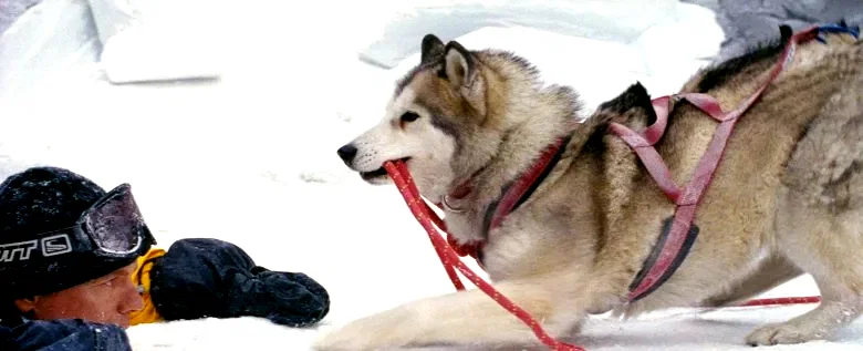 Photo du film : Antartica, prisonniers du froid