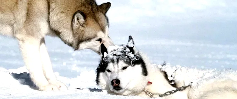 Photo du film : Antartica, prisonniers du froid