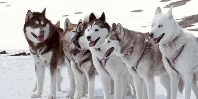 Photo du film : Antartica, prisonniers du froid