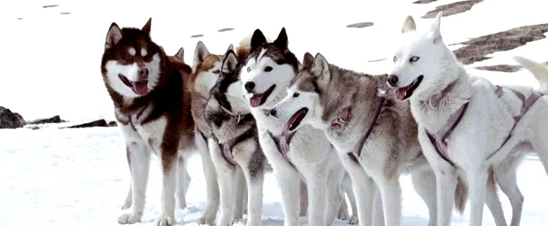 Photo du film : Antartica, prisonniers du froid