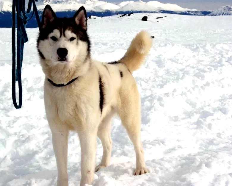 Photo du film : Antartica, prisonniers du froid