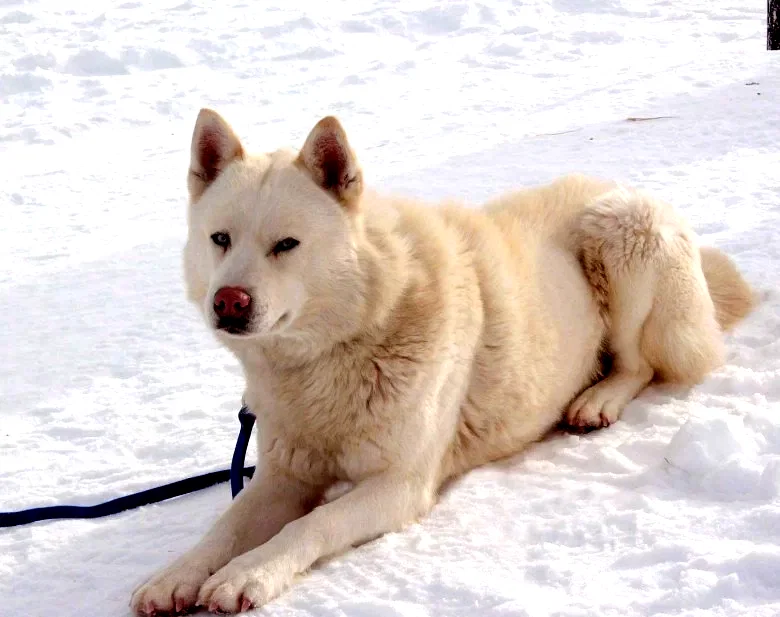 Photo du film : Antartica, prisonniers du froid