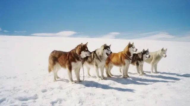Photo du film : Antartica, prisonniers du froid