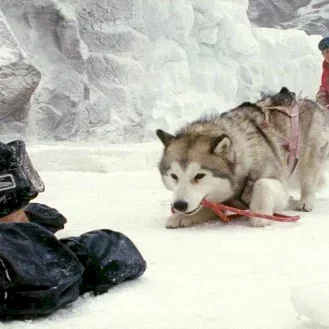 Miniature photo du film : Antartica, prisonniers du froid