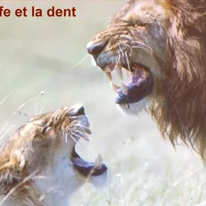 Photo du film : La griffe et la dent