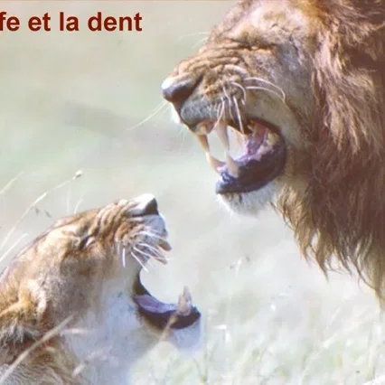 Miniature photo du film : La griffe et la dent