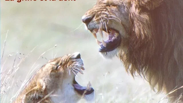 Affiche du film : La griffe et la dent