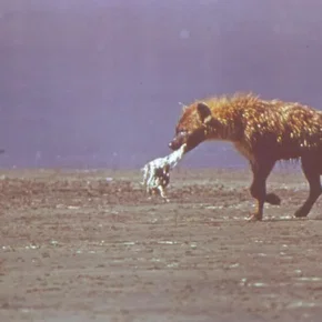 Photo du film : La griffe et la dent