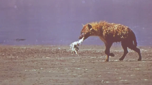 Photo 2 du film : La griffe et la dent