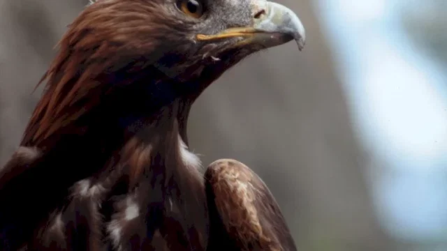 Photo du film : Les aiguilles rouges