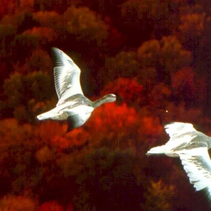 Miniature photo du film : Le peuple migrateur