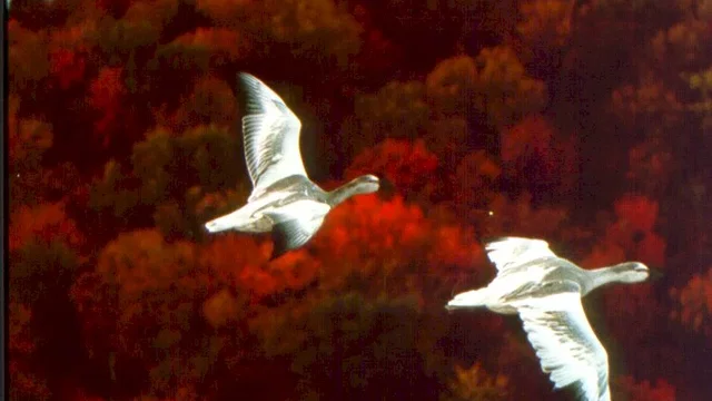 Photo du film : Le peuple migrateur