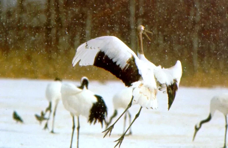 Photo 4 du film : Le peuple migrateur
