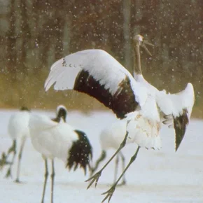 Photo du film : Le peuple migrateur