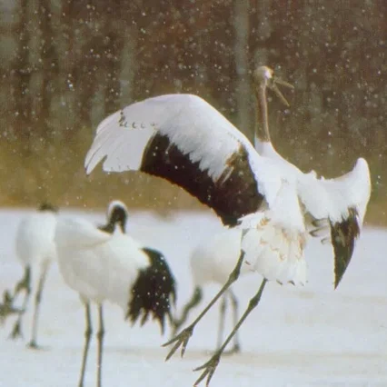 Miniature photo du film : Le peuple migrateur