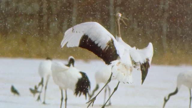 Photo du film : Le peuple migrateur