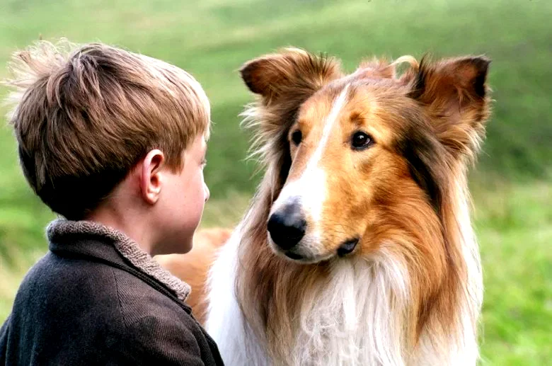 Photo 2 du film : Lassie