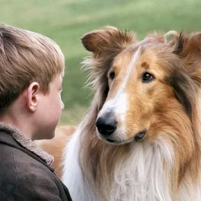 Photo du film : Lassie